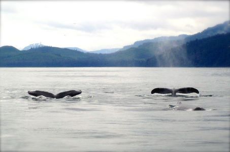 whales-19192_640